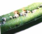 insects-scale02.jpg