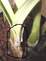 insects-scale12.jpg