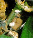 mealy05.gif