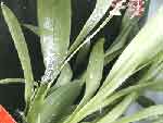 mealy06