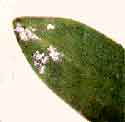 scale125x122.jpg
