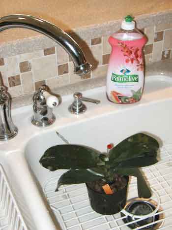 sinkwash01.jpg