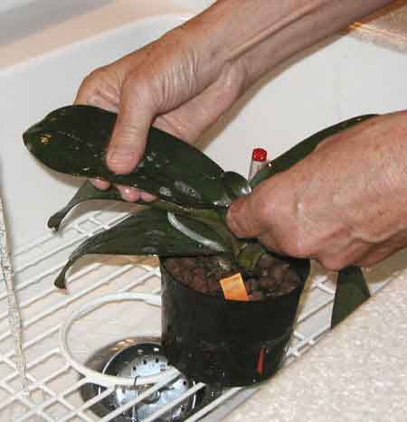 sinkwash03.jpg