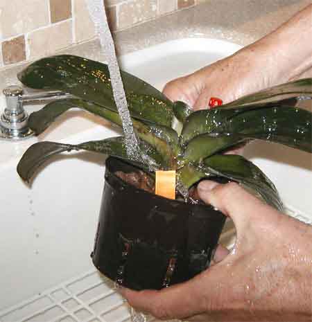 sinkwash04.jpg