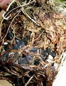 Oncidium roots