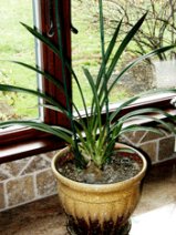 cym-directplant02.gif