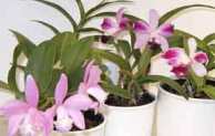orchids humidity