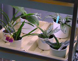 LS-Grower-Tray01.gif