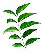 Neem-Leaf01.jpg