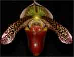 paph