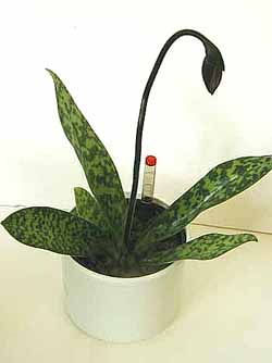 Paph01.jpg