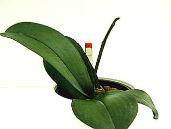 Phal.-InSpike01.jpg