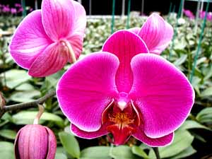 Phal-Magenta01.jpg