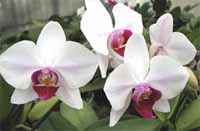 Phal-blush01.jpg