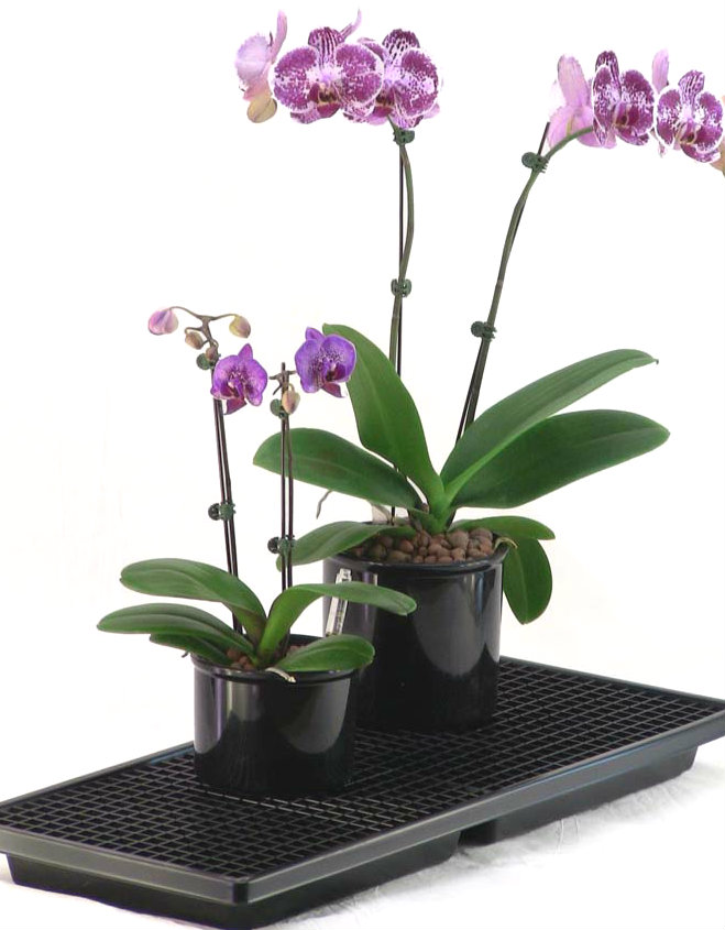 humidity tray