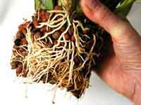 Oncidium roots
