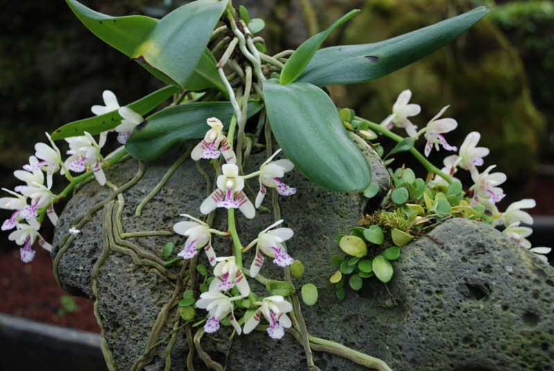why hydroponics for orchids