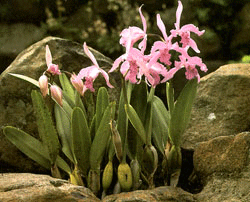 orchids-on-rock01-1.gif