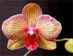 phal-baldankscope01