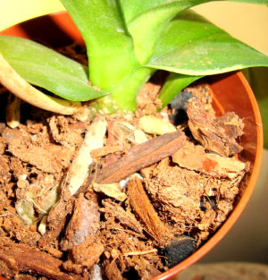phalaenopsis in bark