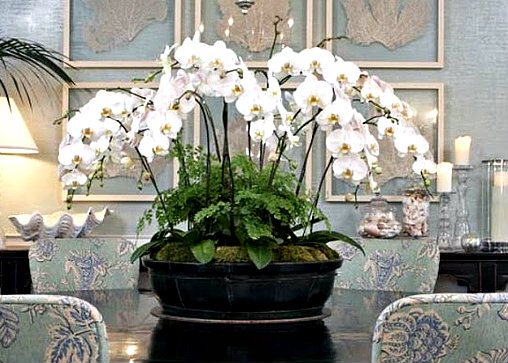 phalaenopsis on table