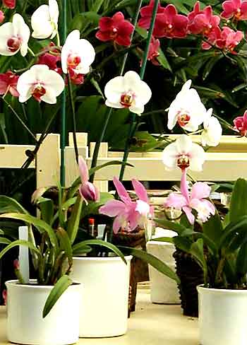 Watching orchids bloom is magical, andwith our system it's practically ...