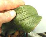 phal-wilted-leaf.jpg