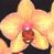 Phal76x76.gif