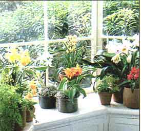 orchids-in-window