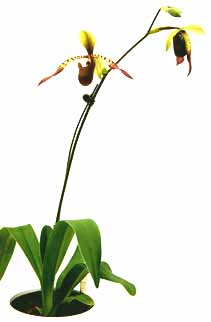 image-files/paph-lowii-01.jpg