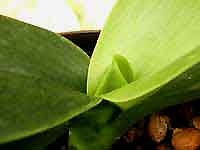 phal-new-growth01.jpg