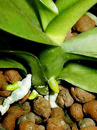 phal-new-roots02.jpg