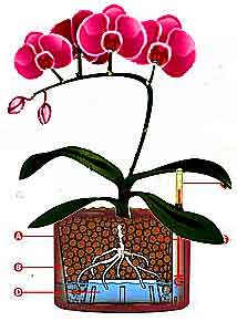 Phal-system01.jpg