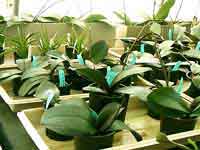 Phals-in-Trays01.jpg