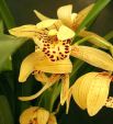 cymbidium