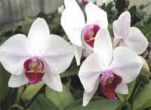 Phal-blush01.jpg