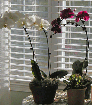 phalaenopsis in window