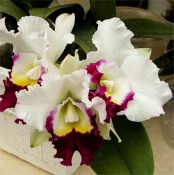 cattleya