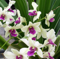 dendrobium