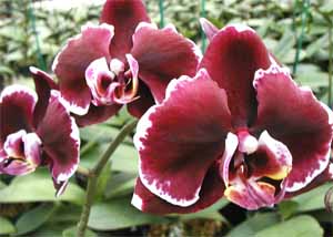 phaleanopsis