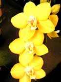 Phal-yellow125x150.jpg