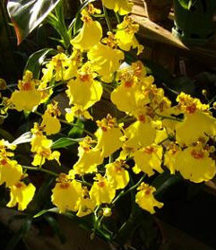 oncidium