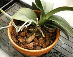 phal-bark02.jpg