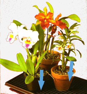 orchid watering