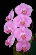 Phal-Pink125x191.jpg