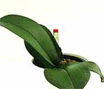 Phal-in-System01.jpg