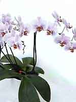 phal02