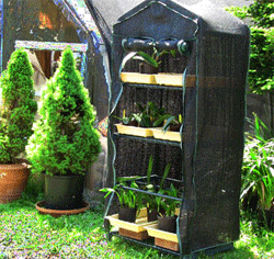 mini-greenhouse53.gif