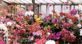 toomanyorchids